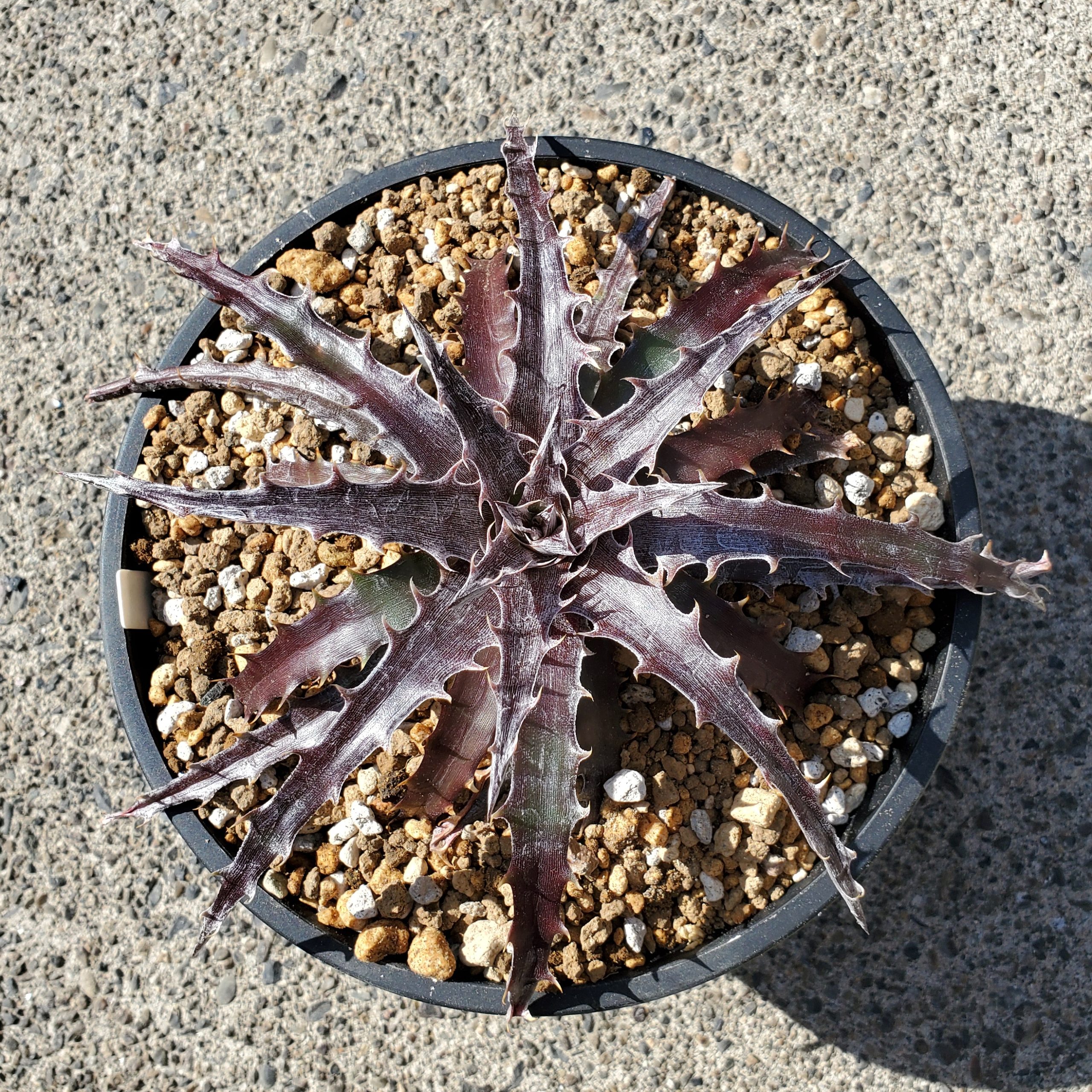 ディッキア・バトルハチェット：Dyckia 'Battle Hatchet' | Dyckia Maniax
