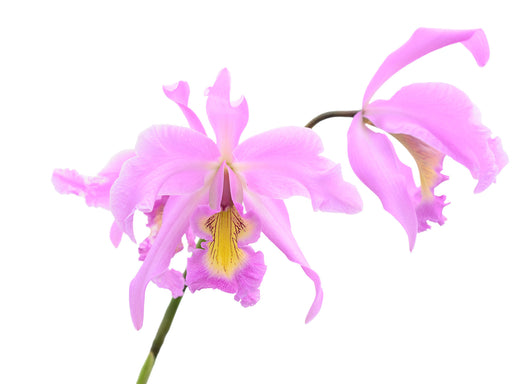 Laeliocattleya_Denisii_1_512x3