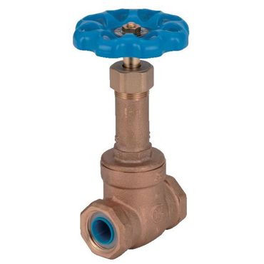 パル@プロフ必読 クロアオキ 樹高H1.5m パル@プロフ必読様専用