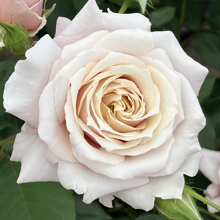 2025新品種 ROSE NOUVEAU｜【京成バラ園】バラの通販