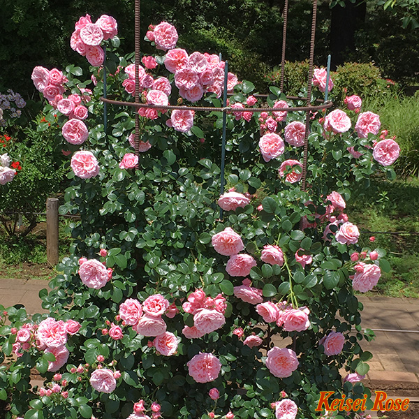 桜衣（さくらごろも） 大苗(4.5号角鉢)｜【京成バラ園】バラの通販