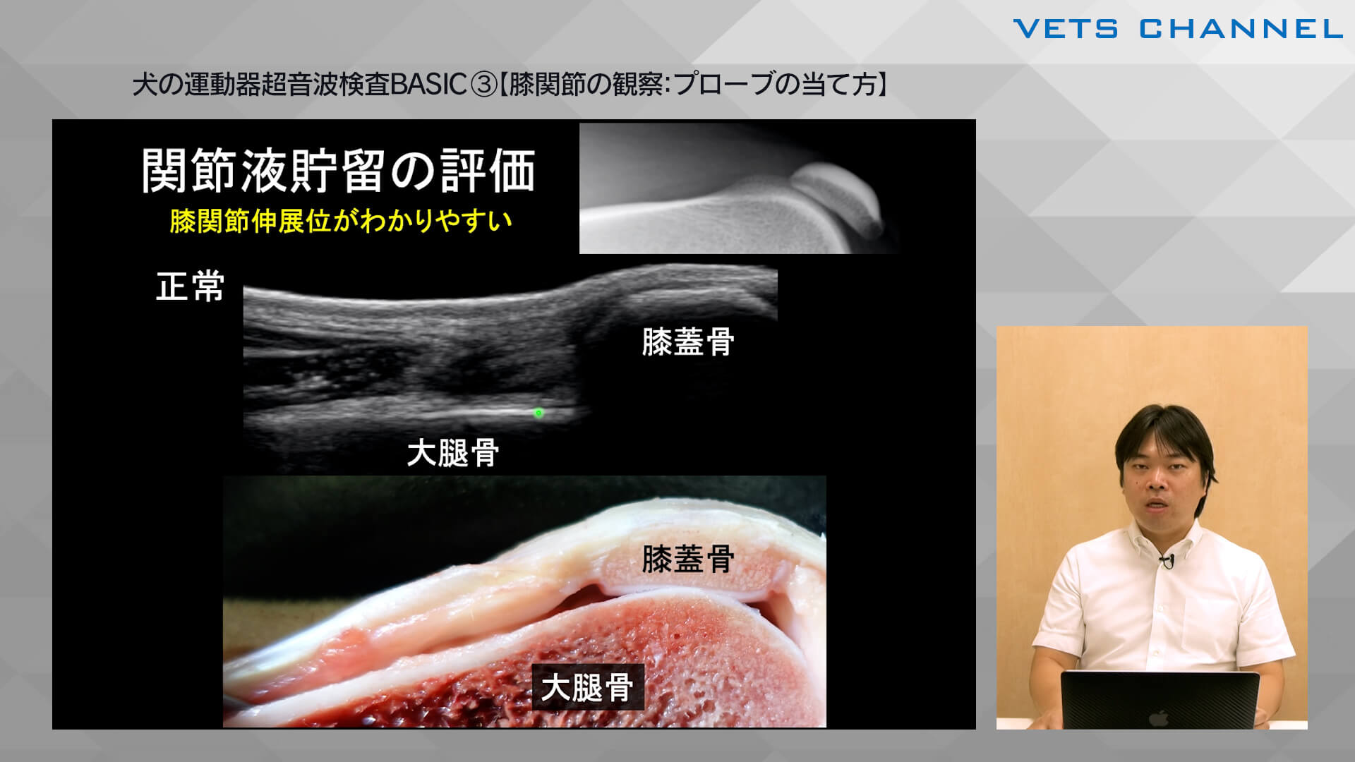犬の運動器超音波検査BASIC③【膝関節の観察：プロ｜VETS CHANNEL
