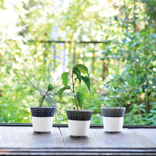 染付小紋盆栽栽培セット – entre vida-online