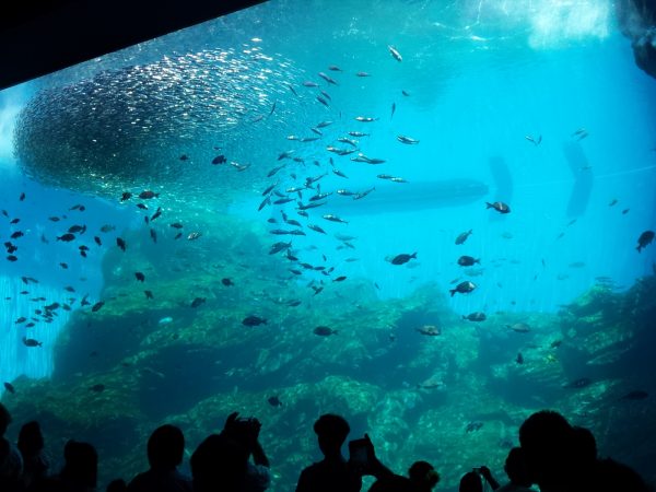 仙台うみの杜水族館＆八木山動物公園 – 石橋不動産株式会社｜鶴岡市