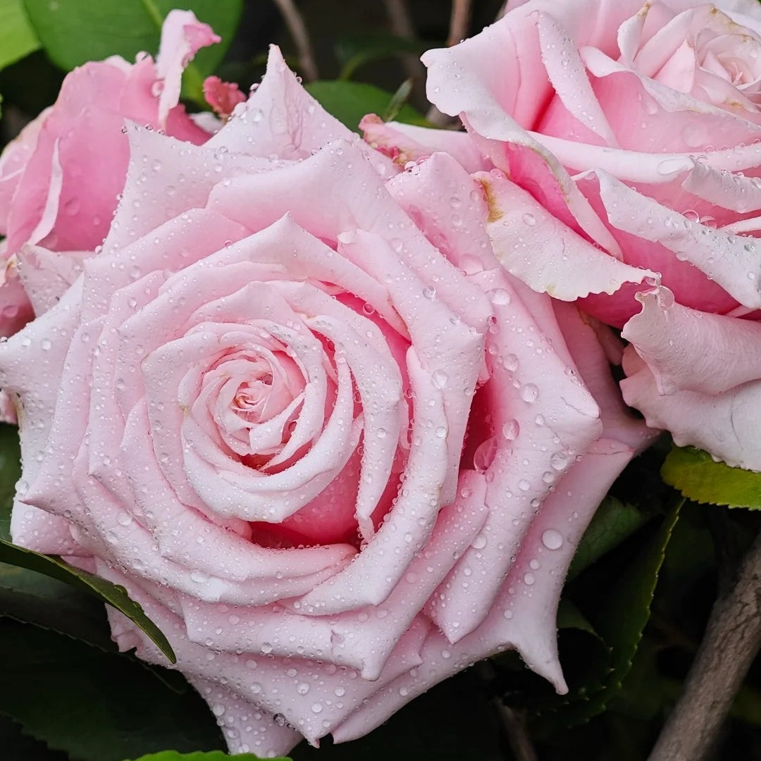 Lady Raphaela Rose-珍珠项链 | Germany Cut Roses – Ergongzy Roses