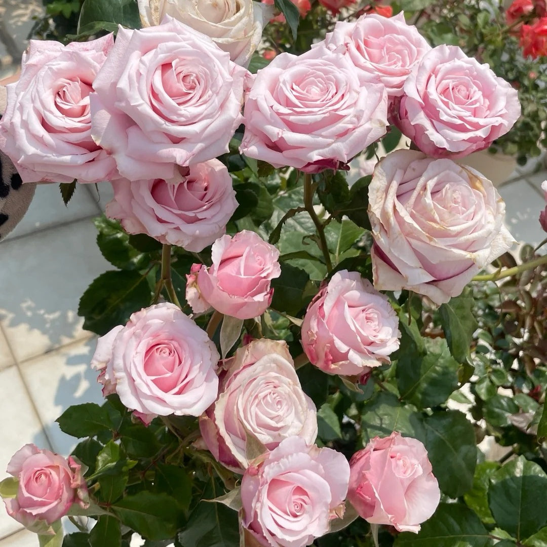 Lady Raphaela Rose-珍珠项链 | Germany Cut Roses – Ergongzy Roses