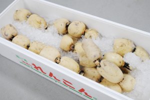 れんこん | 製品情報 | IBARAKI EXPORTS - Selection of Japanese Foods -