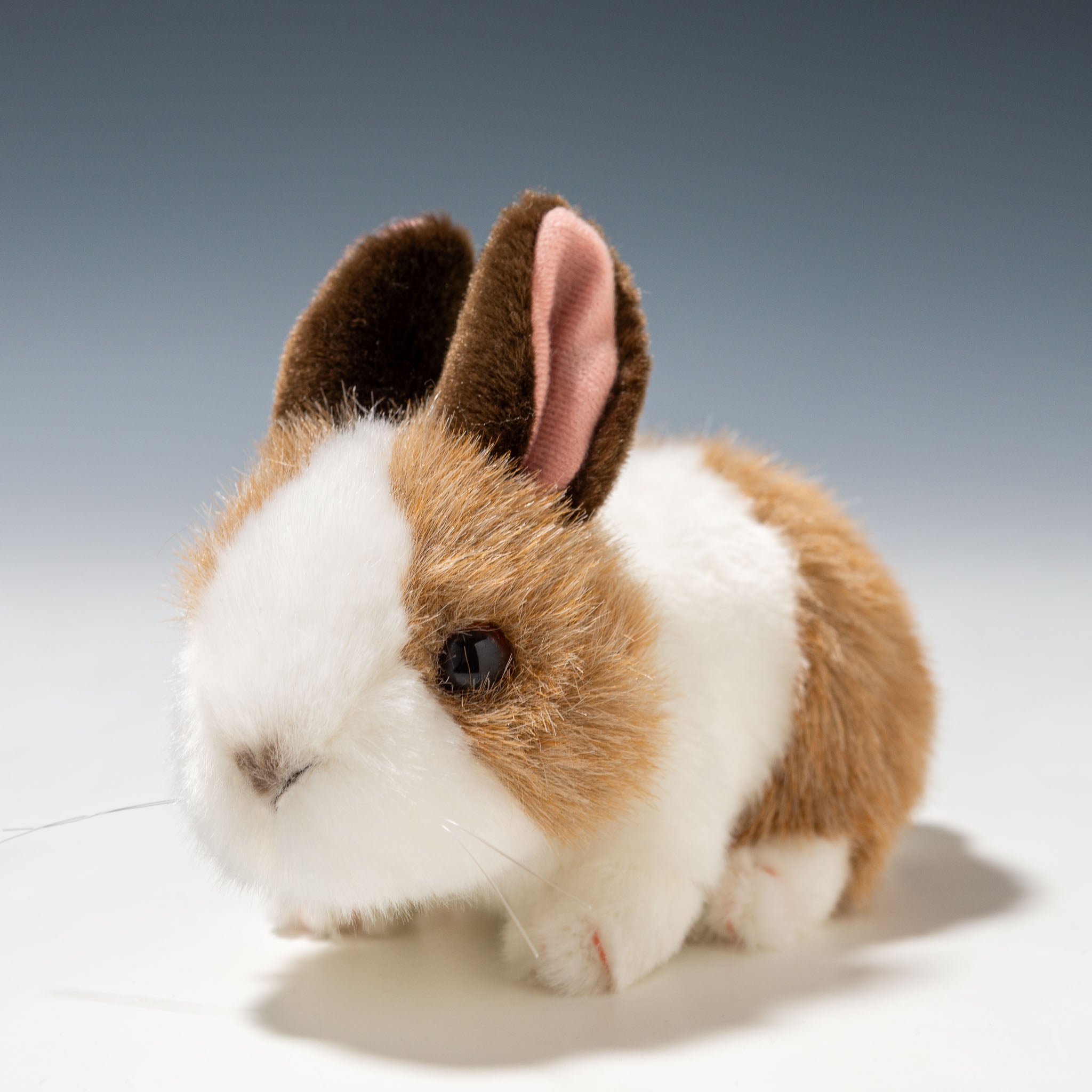 うさぎ GEX クリアフロント60WF うさぎの飼育セット 幅62．0×奥行