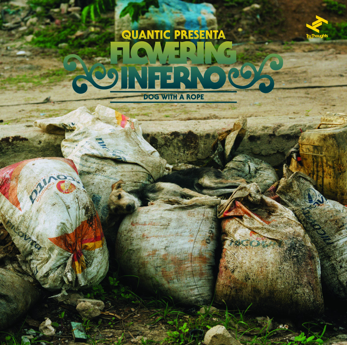Dog With A Rope | Quantic Presenta Flowering Inferno | Quantic