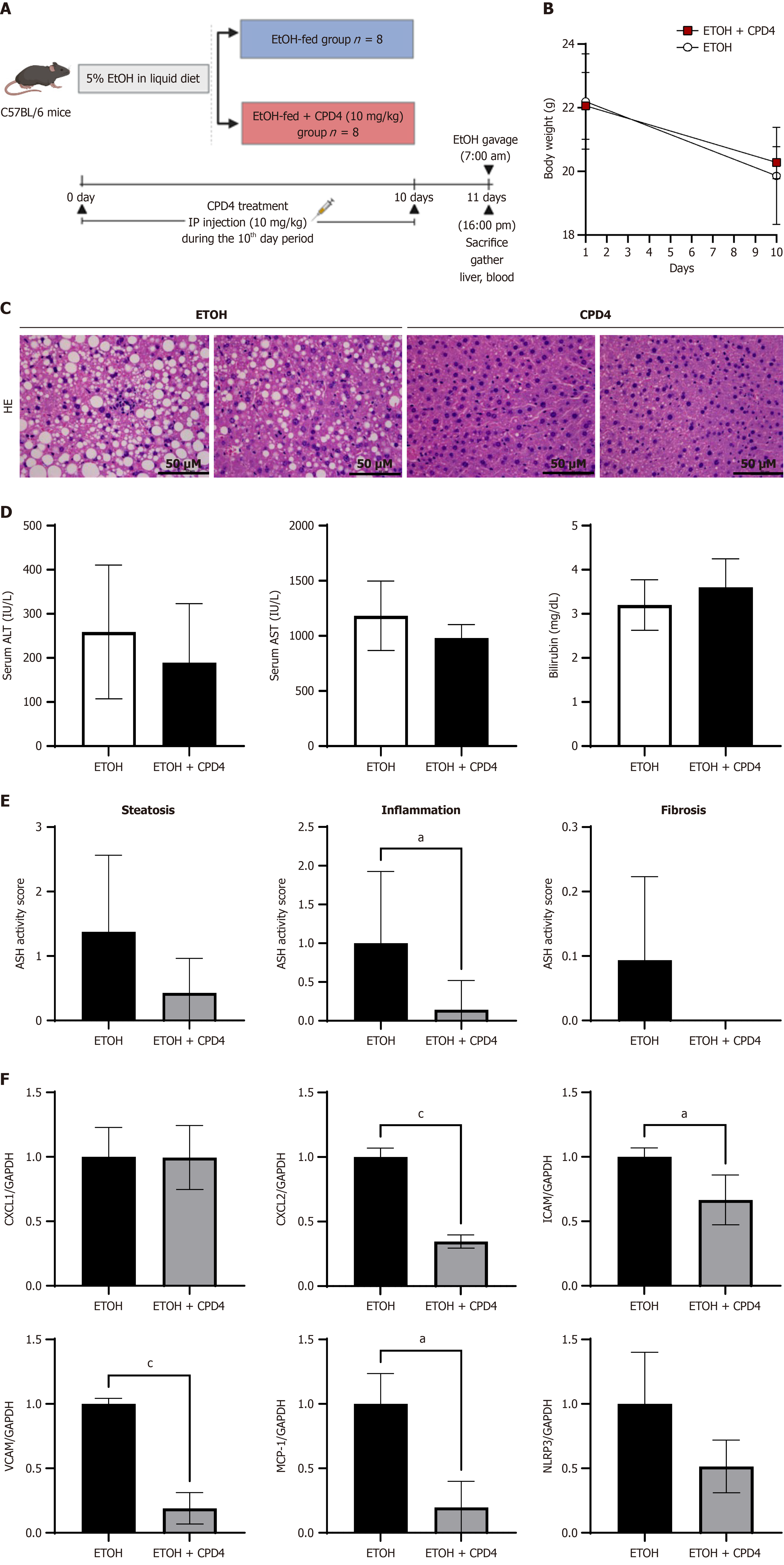 Adenosine triphosphate-binding pocket inhibitor for mixed lineage
