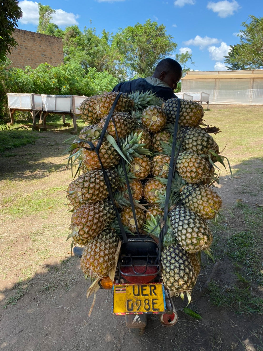 ルエロパイナップル – FAR EAST BAZAAR Online shop