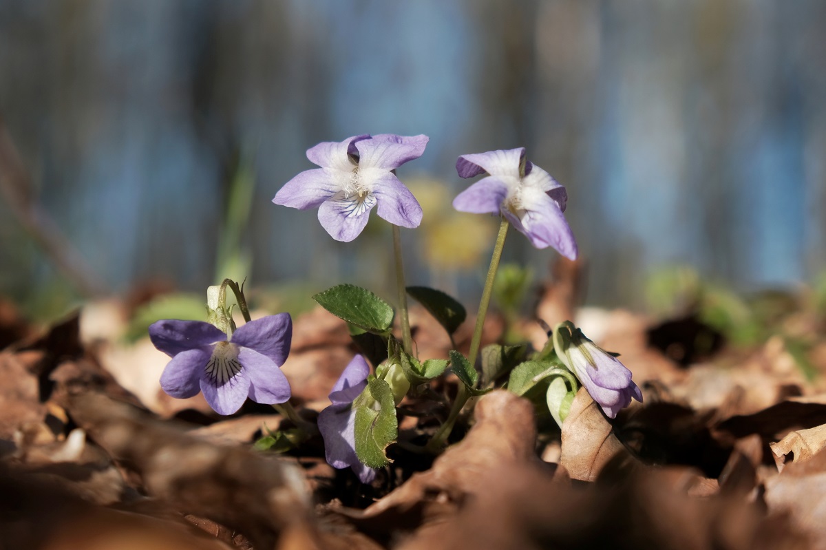 Violette Volynka Hermès: The Violet of My Dreams ~ Fragrance Reviews