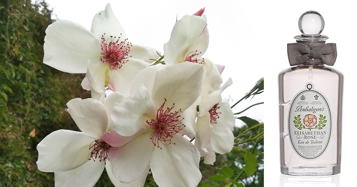 Michael Pickthall's Legacy: Elisabethan Rose by Penhaligon's