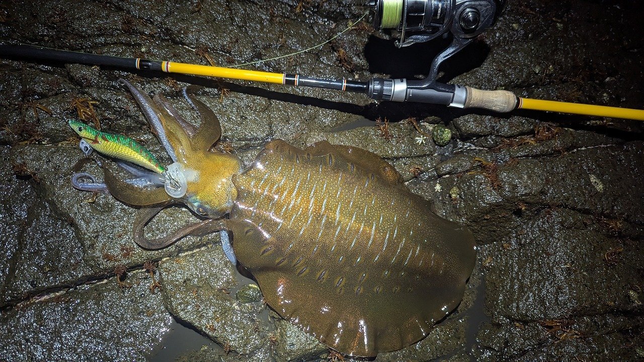 CANARIA ORKNEY80(カナリア オークニー80) - Fin‐ch