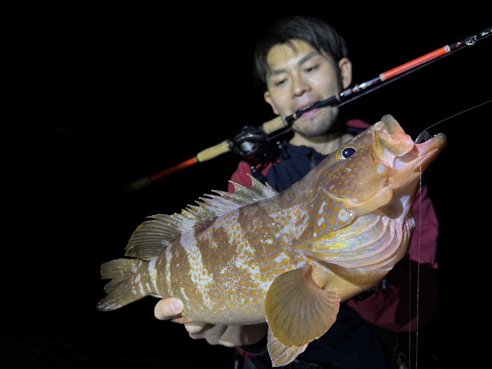 CANARIA COCO85(カナリア ココ85) - Fin‐ch