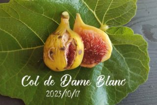 Black Madeira(JFE)(ブラック マデイラ JFK)の特徴・味・耐寒性・栽培