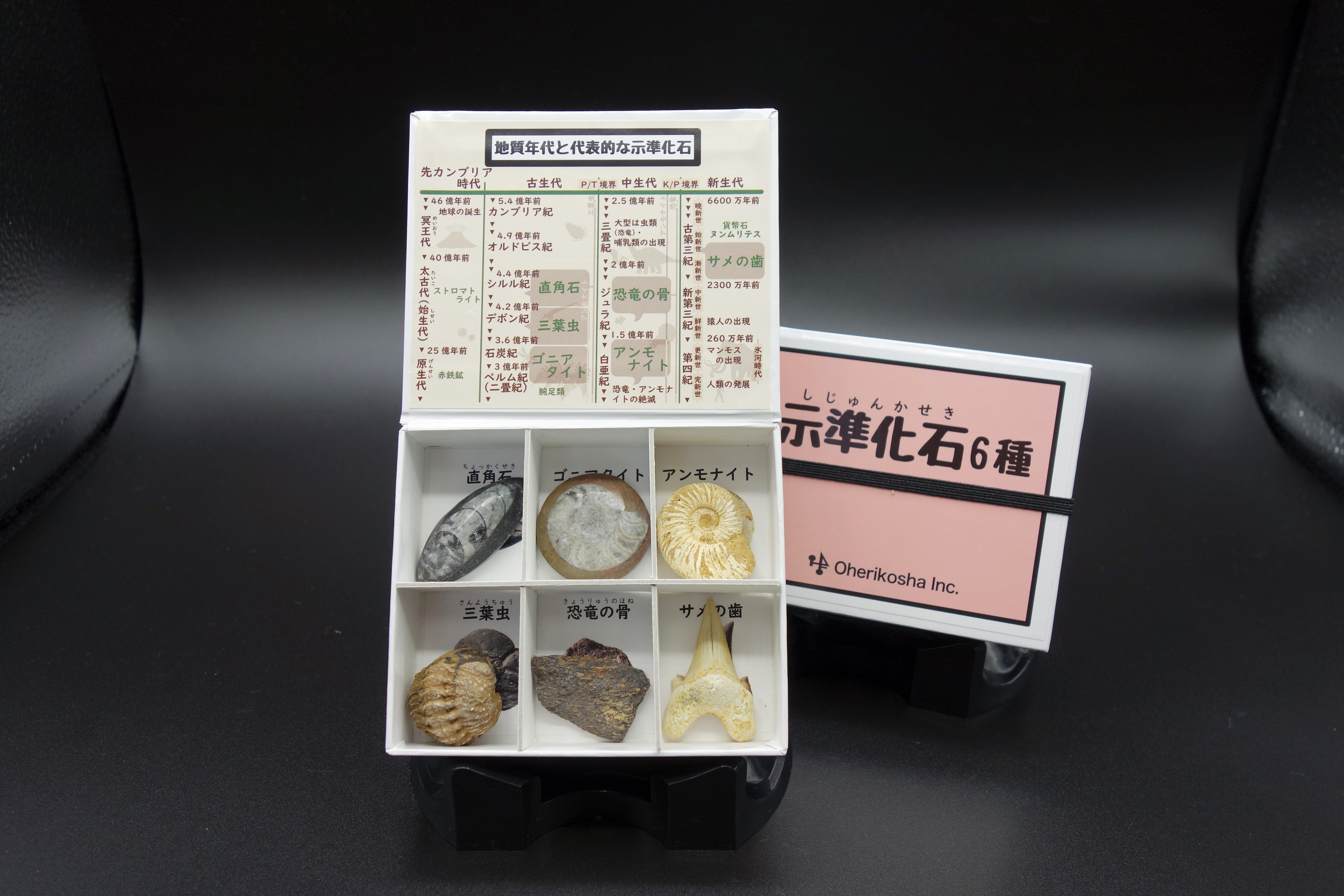ミニ標本シリーズ/示準化石6種 | 大江理工社 webshop (法人様用）