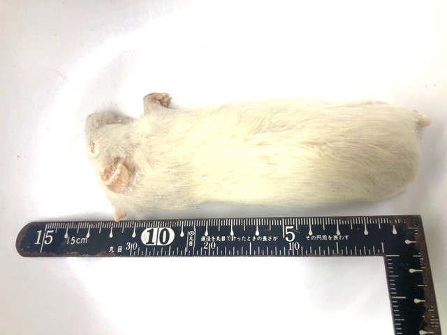 東京都板橋区の熱帯魚プロショップFISH JAPAN / ⇒マウス・ラット