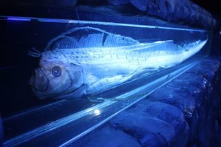 リュウグウノツカイはどんな魚？最近日本各地で目撃されている“幻の