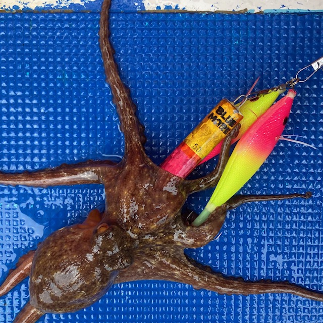 今年もやっぱ『タコハグスッテ』が大活躍！ | フィッシングマックス