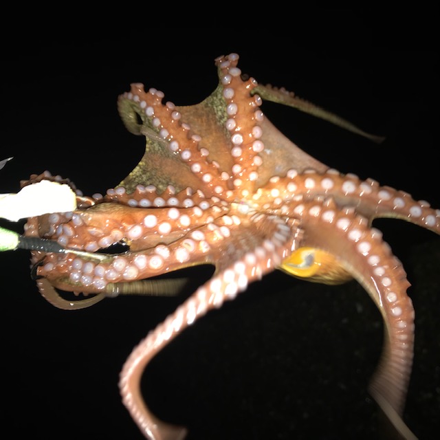 泉大津周辺は夜タコも好調！！ | フィッシングマックス 関西の釣果