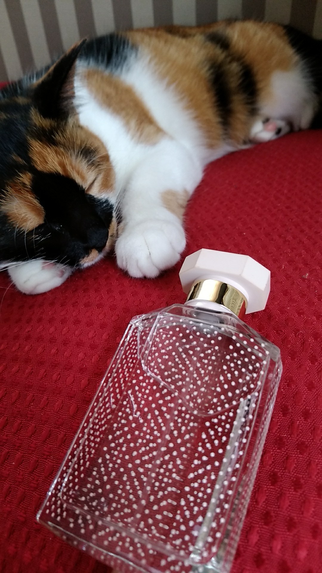 ステラ マッカートニー / ステラ オードトワレの商品情報｜美容