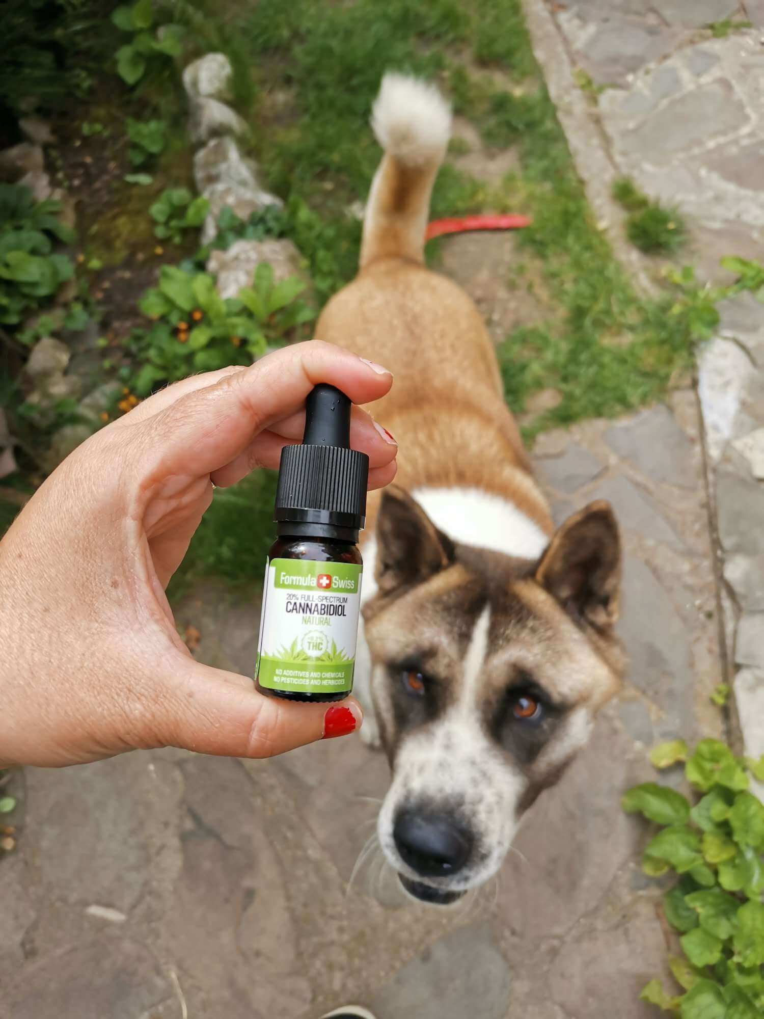 CBD Oil in MCT Oil Natural