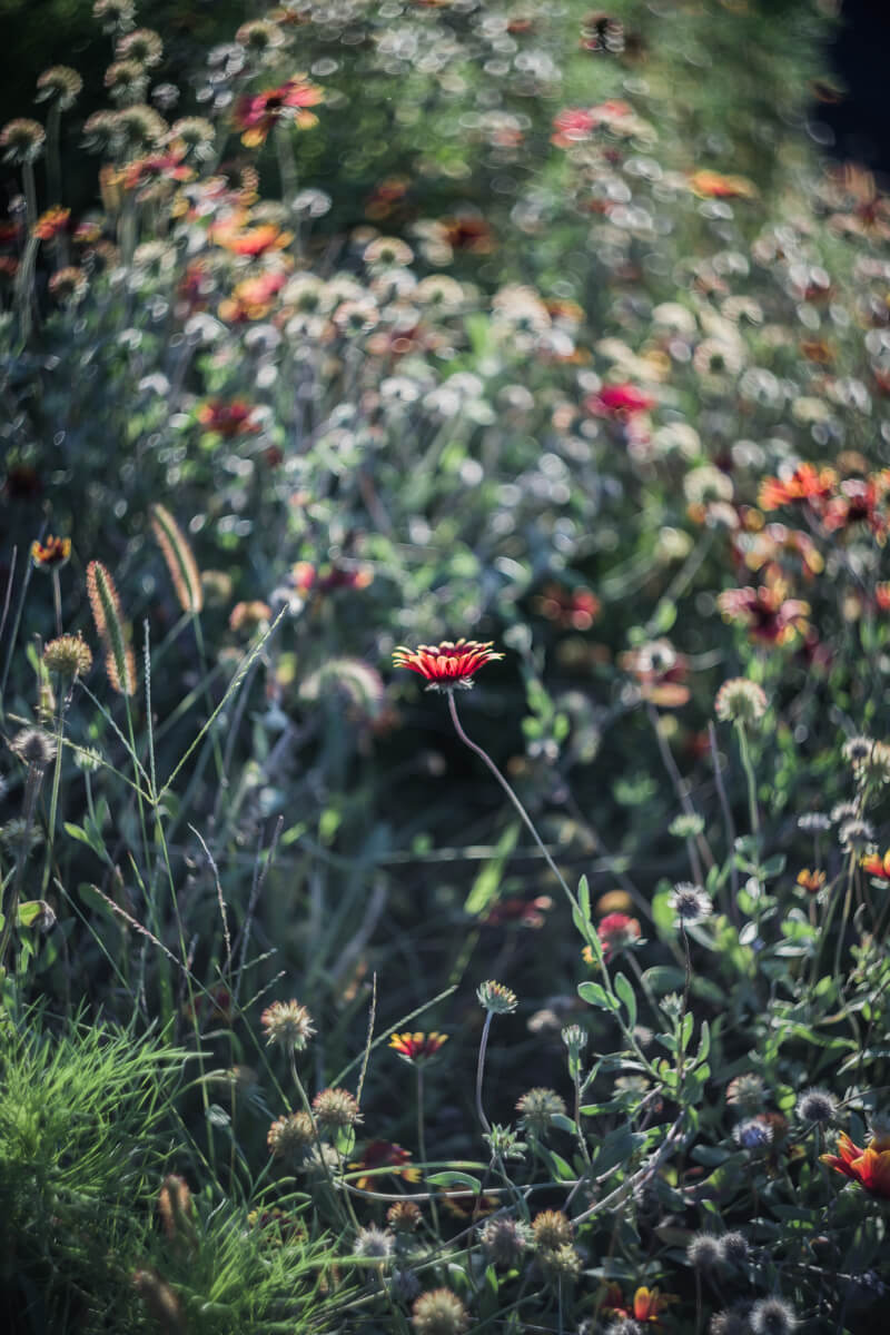 オールドレンズ入門 HELIOS 44-2 ぐるぐるボケの出し方と作例 | 日常写飯事
