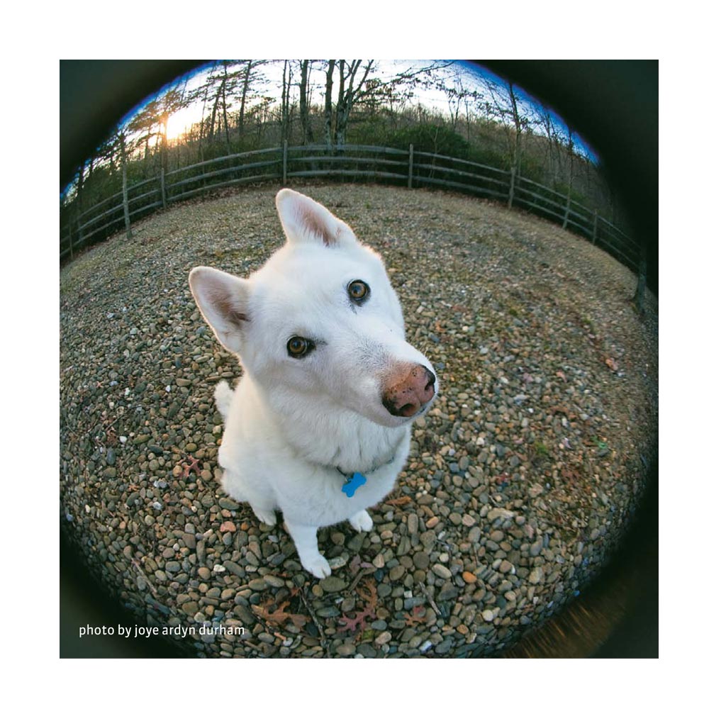Lensbaby SCOUT Obiettivo FISHEYE 12mm per Canon EF - Fotospina