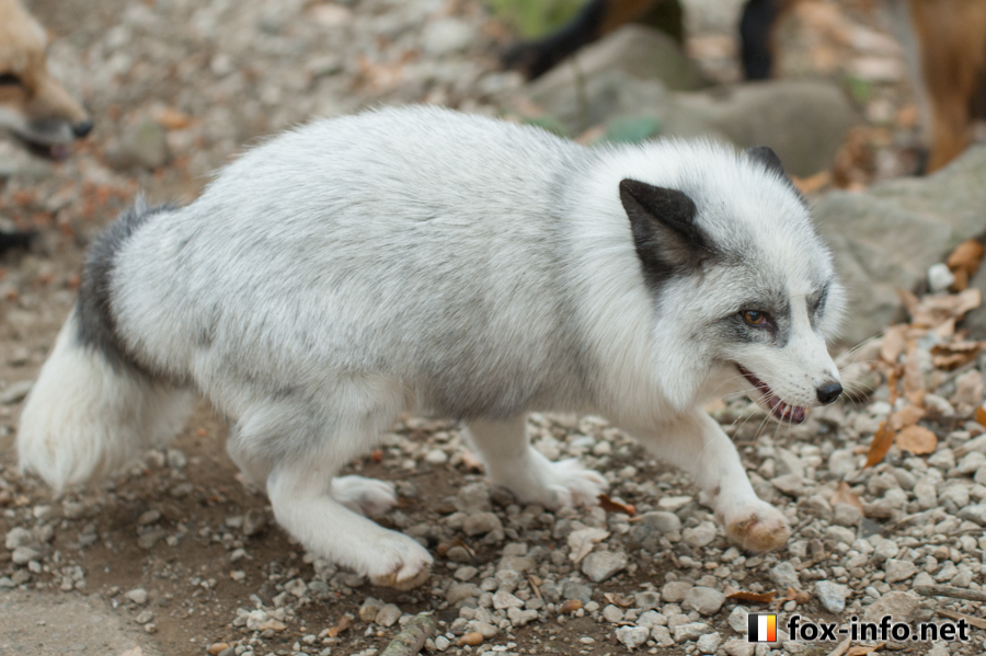 プラチナキツネ | キツネコラム | キツネ写真館