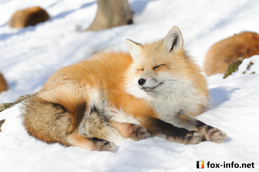 ふせ狐[1/2] | スタンダード | キツネ写真館