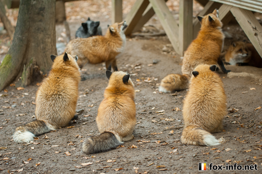 キツネのせなか | スタンダード | キツネ写真館