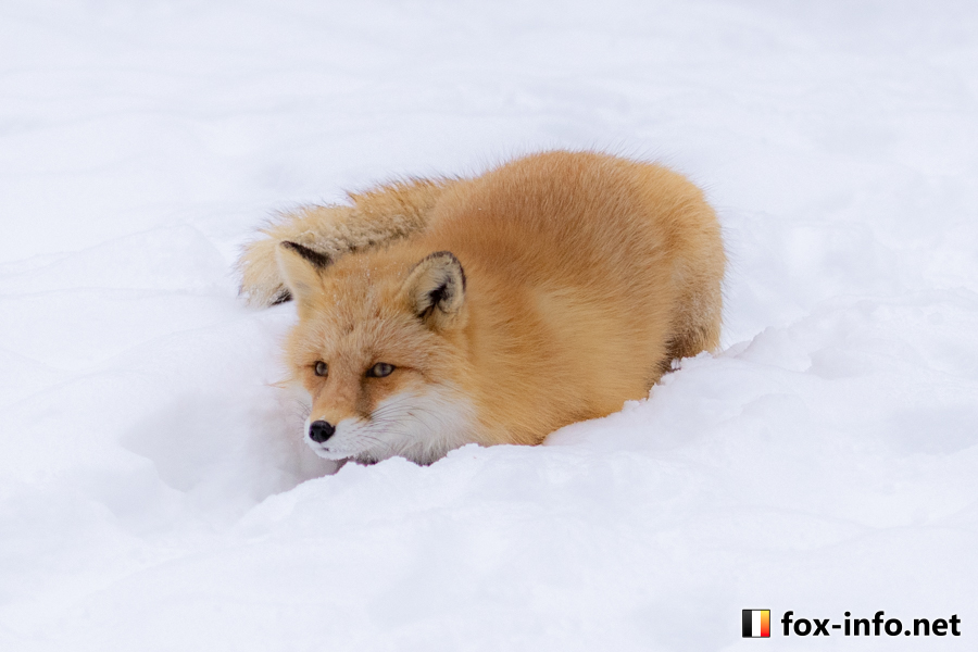 雪あるきつね | スタンダード | キツネ写真館
