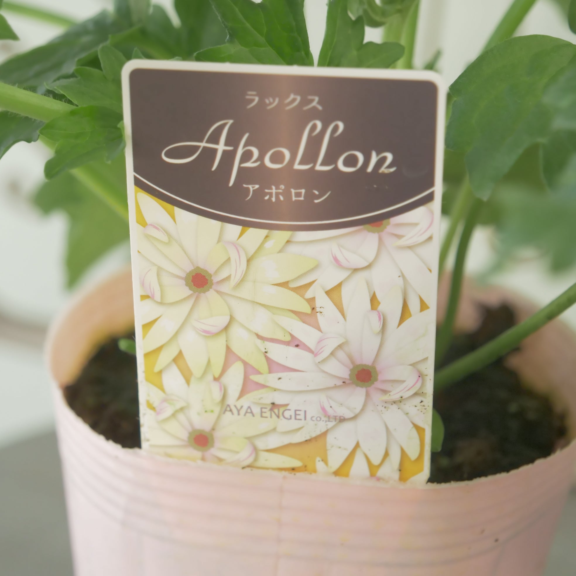 綾園芸さんオリジナル ラナンキュラスラックス【アポロン】 新品種