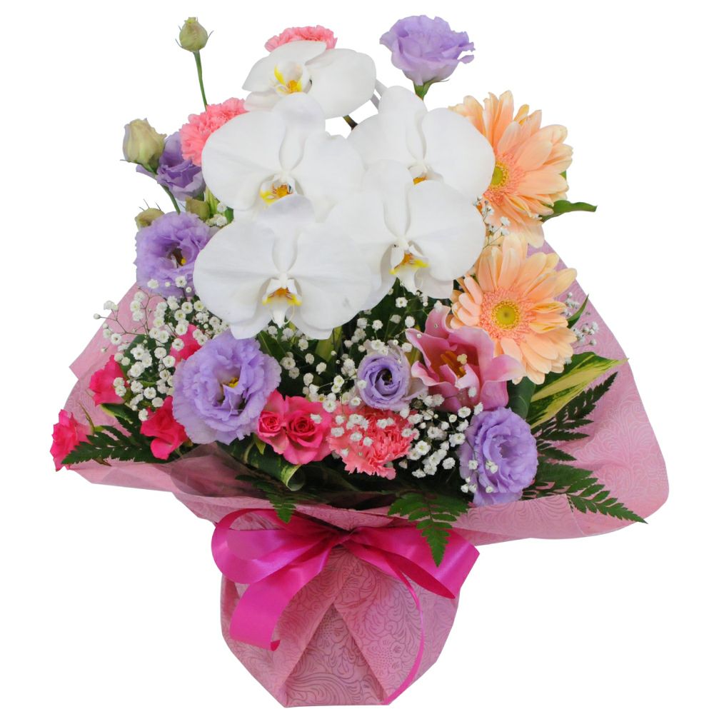 ミディ胡蝶蘭 ゴールデンマンボ 3本立 | 花工房エーデルワイス