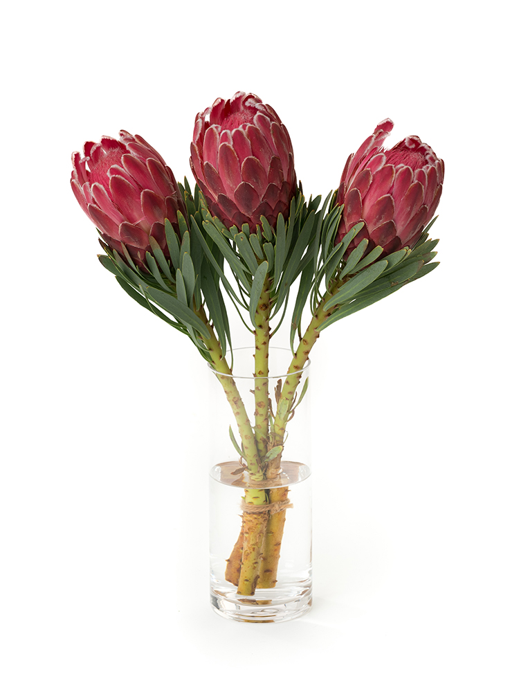 生花】プロテア ビーナス【赤/50cm/南アフリカ】｜Flower Smith Market