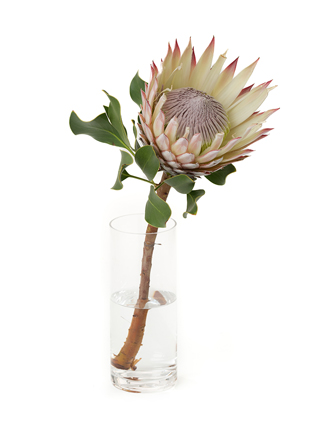 生花】プロテア ビーナス【赤/50cm/南アフリカ】｜Flower Smith Market