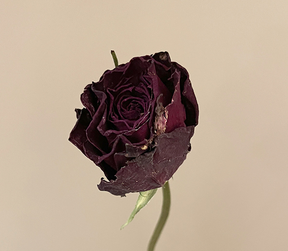 高級ドライ】バラ オール4ラブ＋【濃ピンク/50cm】｜Flower Smith