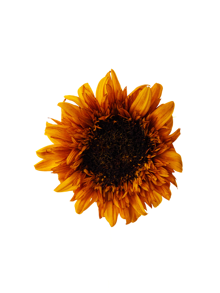 生花】ひまわり 東北八重【黄/60cm/愛知県】｜Flower Smith Market