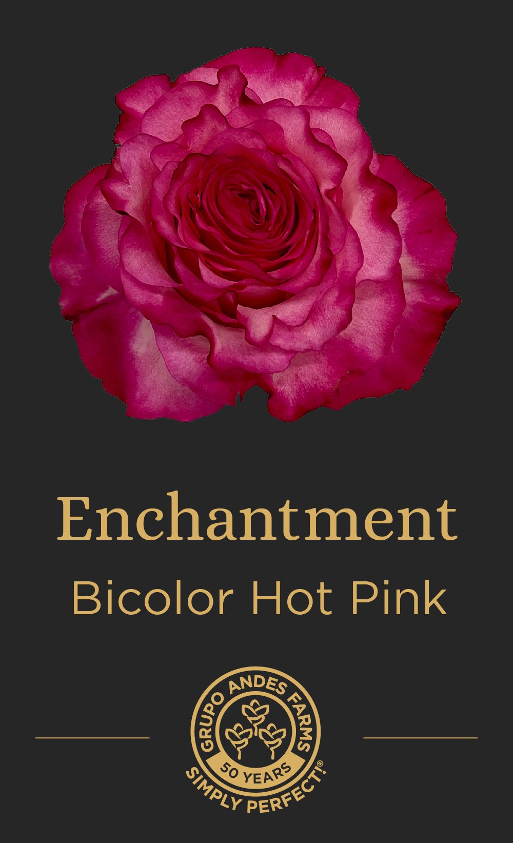 Роза Enchantment 60 Special ✓ Коралловые розы оптом | FlorBiz
