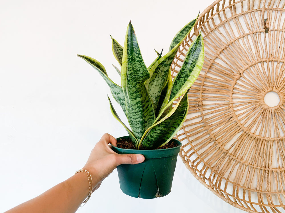 6” Sansevieria | Frond Plant Shop