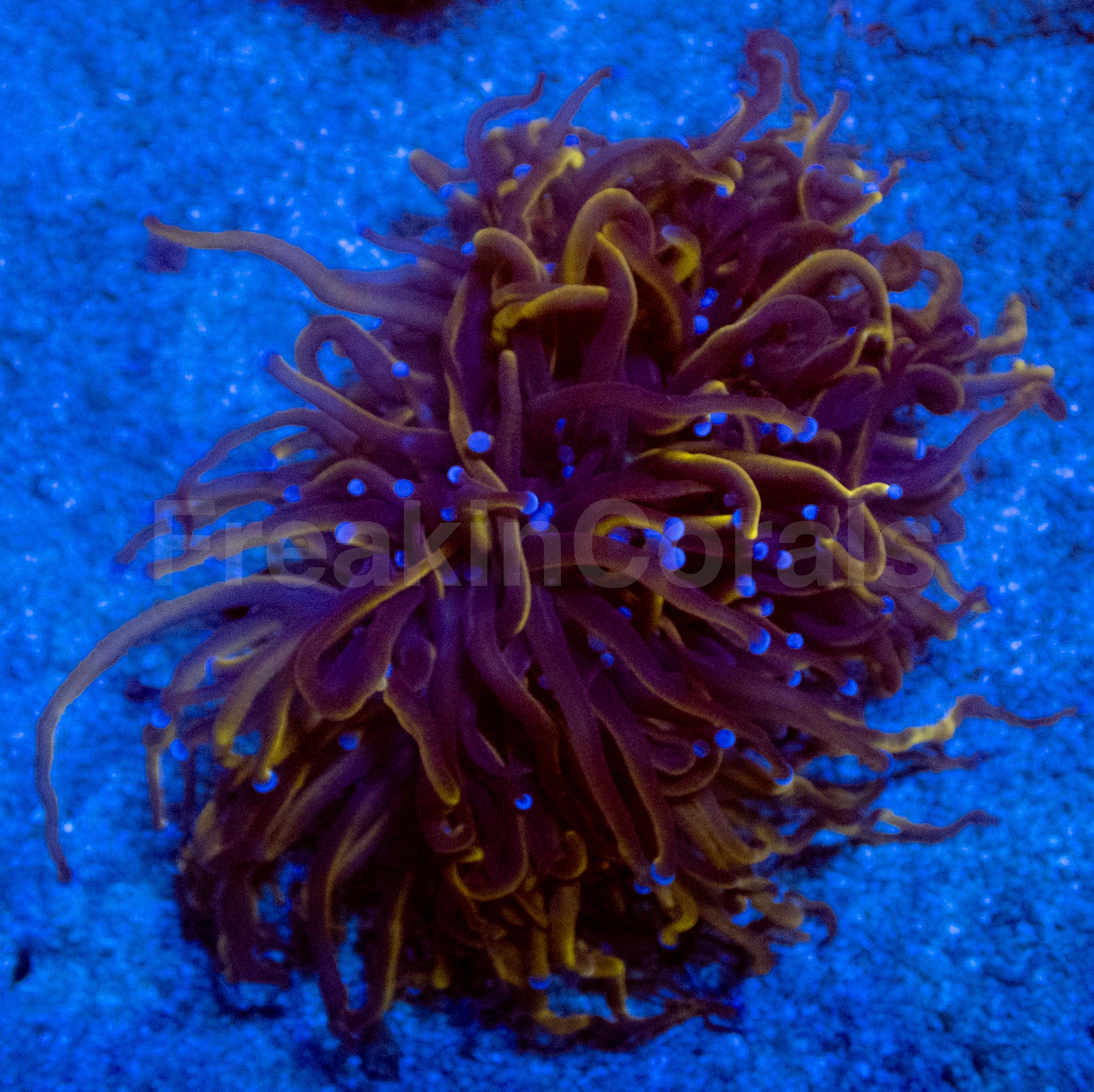 Hellfire Torch Coral – freakincorals.com