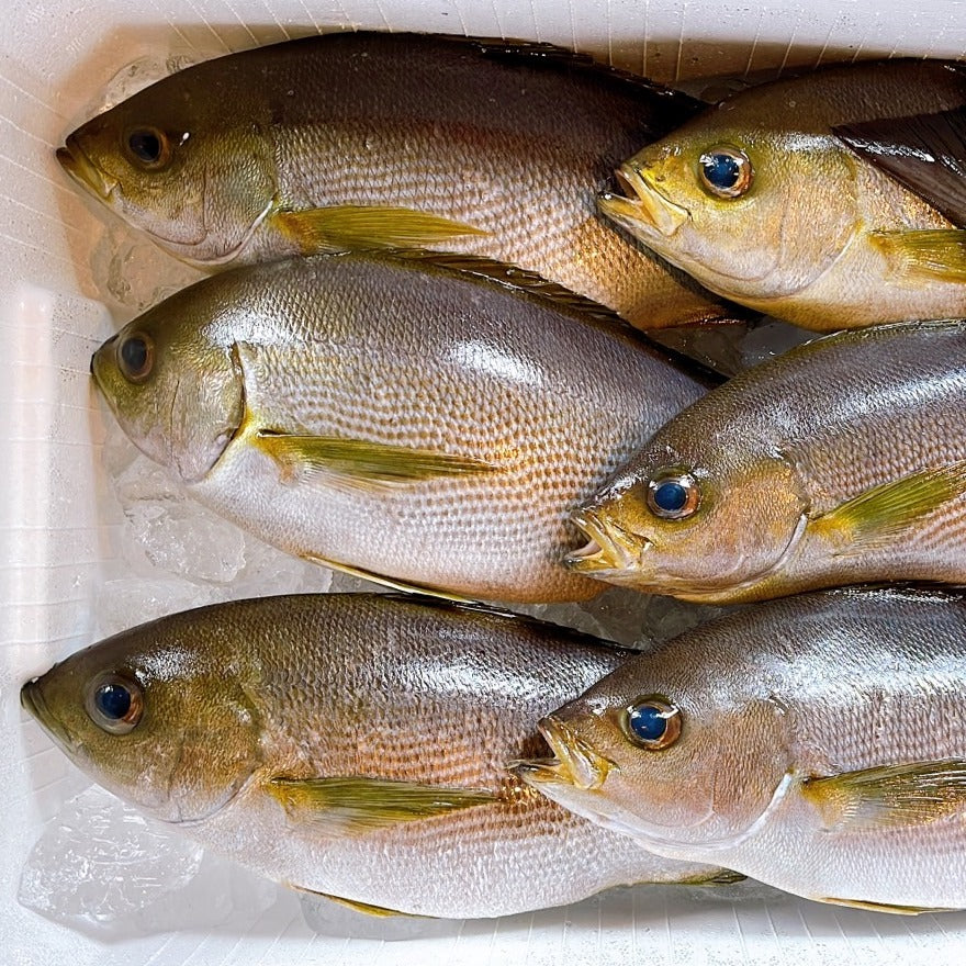 Chicken Grunt (Isaki) 黃雞魚(伊佐木) – Fukuya Foods