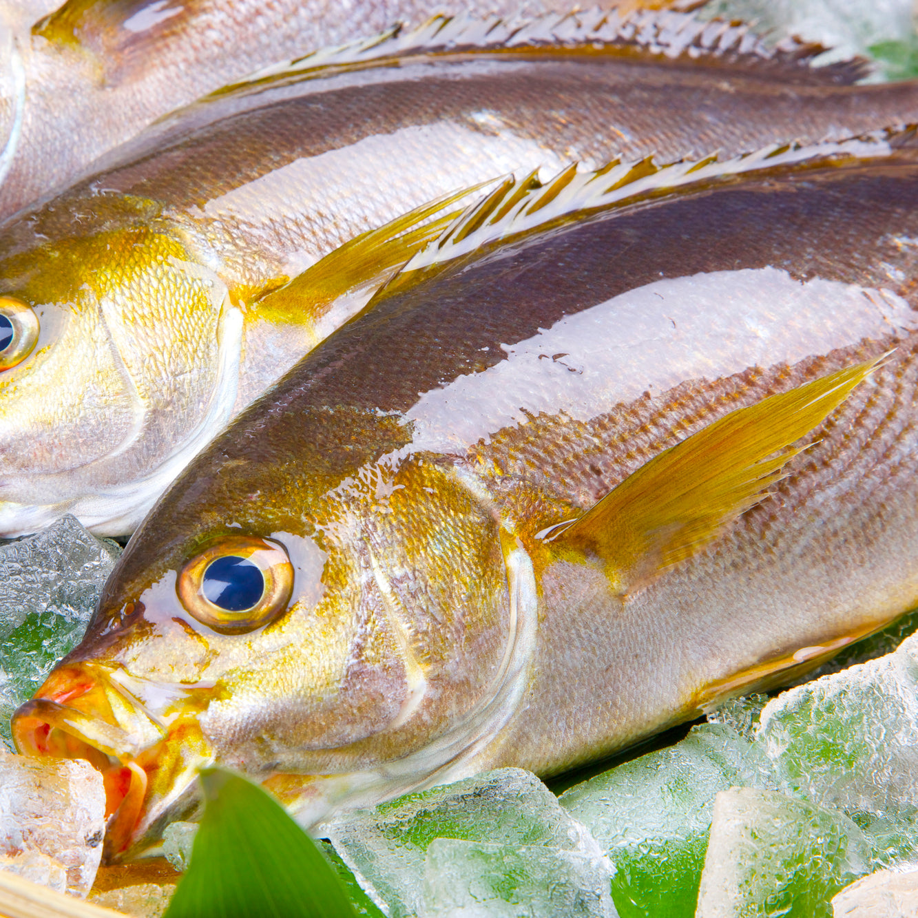 Chicken Grunt (Isaki) 黃雞魚(伊佐木) – Fukuya Foods