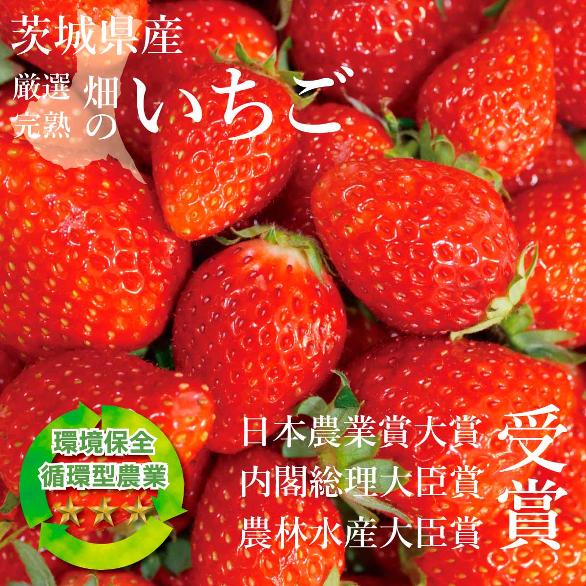 いちご ラブソング（紅ほっぺ）デラックス DXサイズx2トレイ【送料