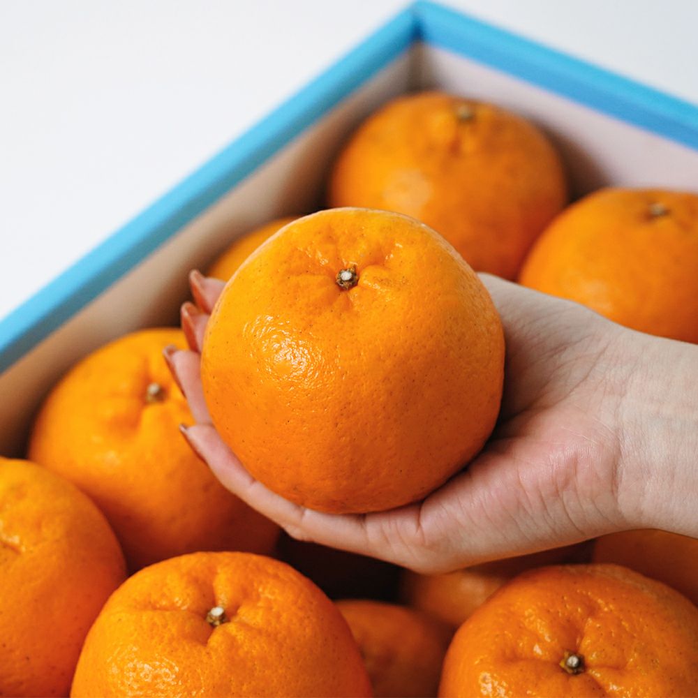 屋久島ぽんかん 3キロのギフト通販・お取り寄せ | JA鹿児島ふるさと便 公式