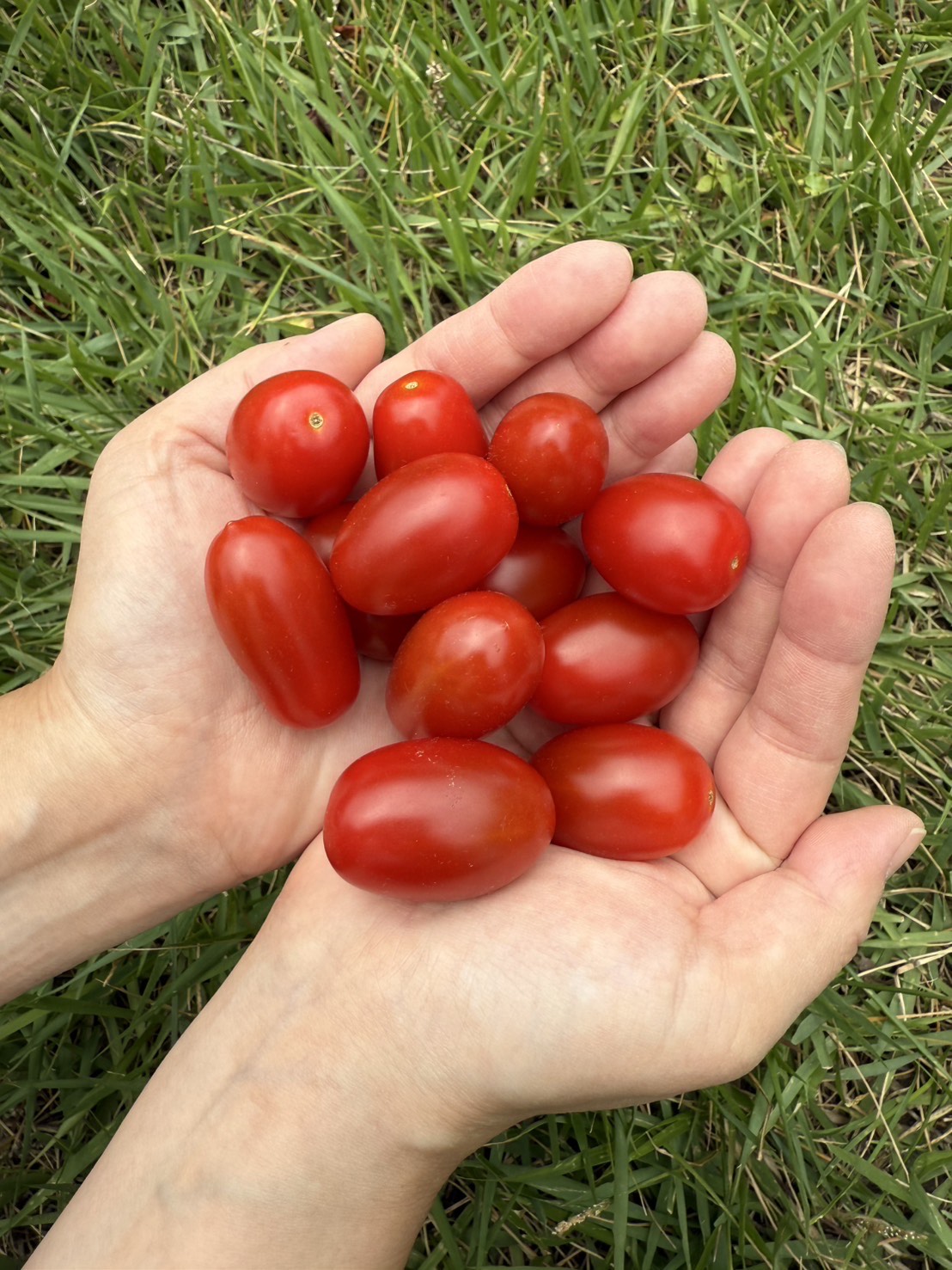 期間限定】津軽旨熟フラガール約200g