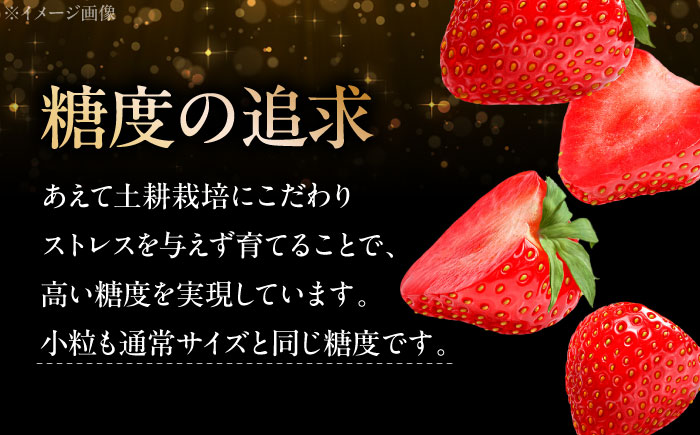 先行予約】【12月下旬から順次発送】水素水で育ったいちご「安芸こまち