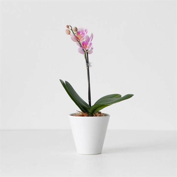 マイクロ胡蝶蘭 マイクロカプセル 2.5号鉢 1本立ち | FUREAI - 特別な