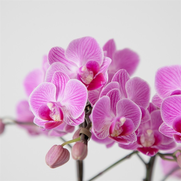 ミディ胡蝶蘭 クローム鉢 4号鉢 2本立ち | FUREAI - 特別な日の通販